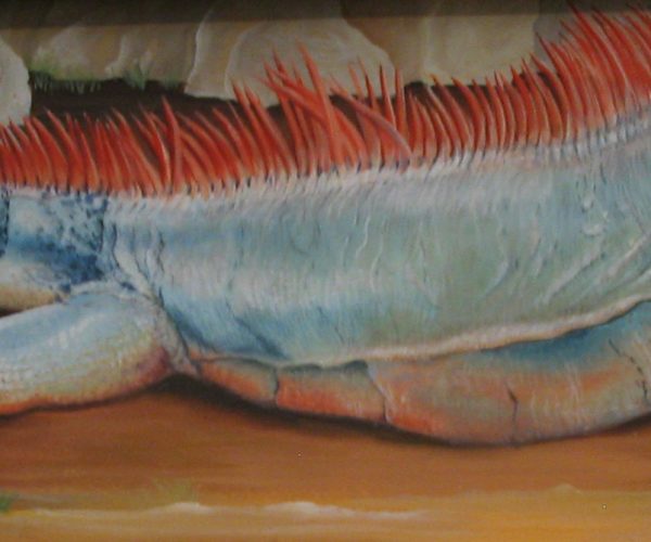 Camera PictaCamera Picta